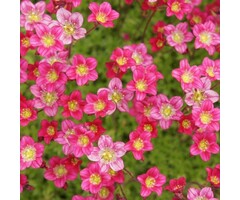 Steenbreek - Saxifraga arendsii 'Peter Pan'