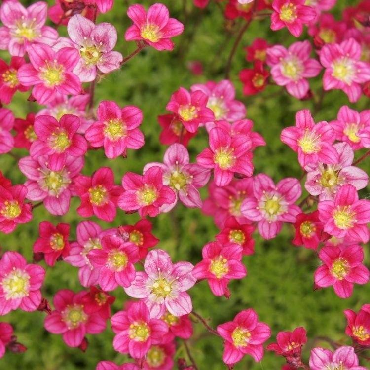 Steenbreek - Saxifraga arendsii 'Peter Pan'