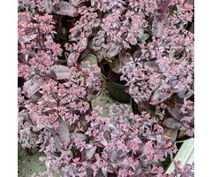 Vetkruid - Sedum 'Seduction Cherry Chocolate'