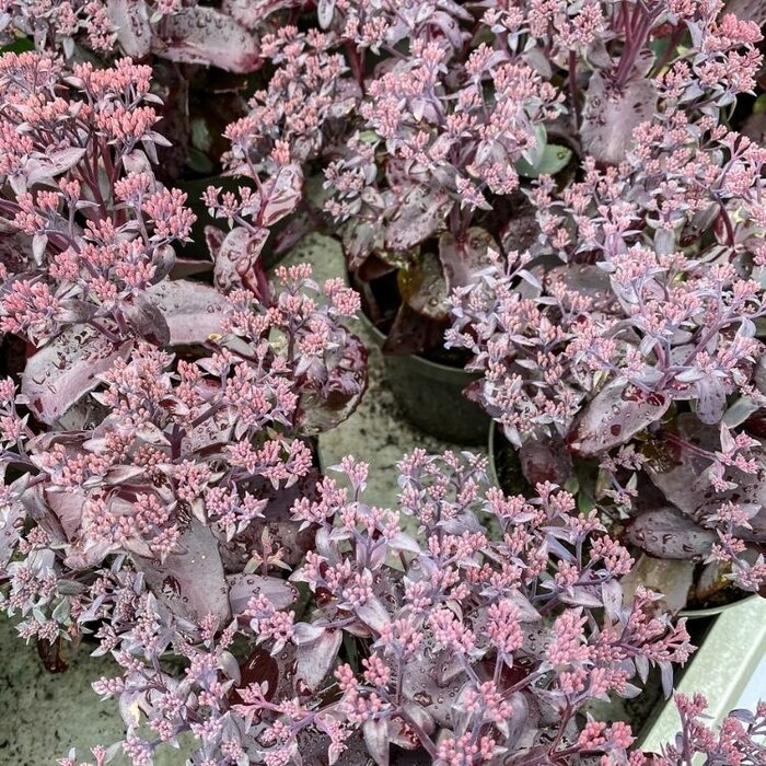 Vetkruid - Sedum 'Seduction Cherry Chocolate'