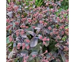 Vetkruid - Sedum 'Purple Emperor'