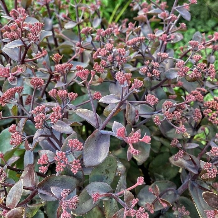 Vetkruid - Sedum 'Purple Emperor'
