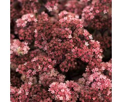 Vetkruid - Sedum 'Karlfunkelstein'
