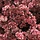 Vetkruid - Sedum 'Karlfunkelstein'