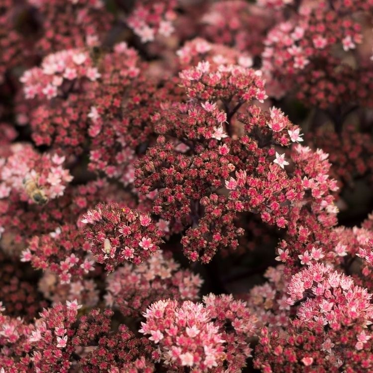 Vetkruid - Sedum 'Karlfunkelstein'