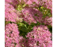 Vetkruid - Sedum 'Carl'