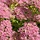 Vetkruid - Sedum 'Carl'