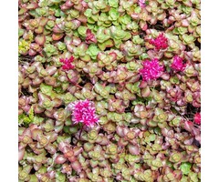 Vetkruid - Sedum spurium 'Fuldaglut'