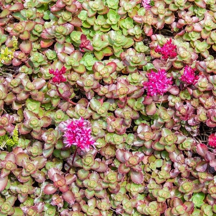 Vetkruid - Sedum spurium 'Fuldaglut'