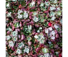 Vetkruid - Sedum spathulifolium 'Purpureum'