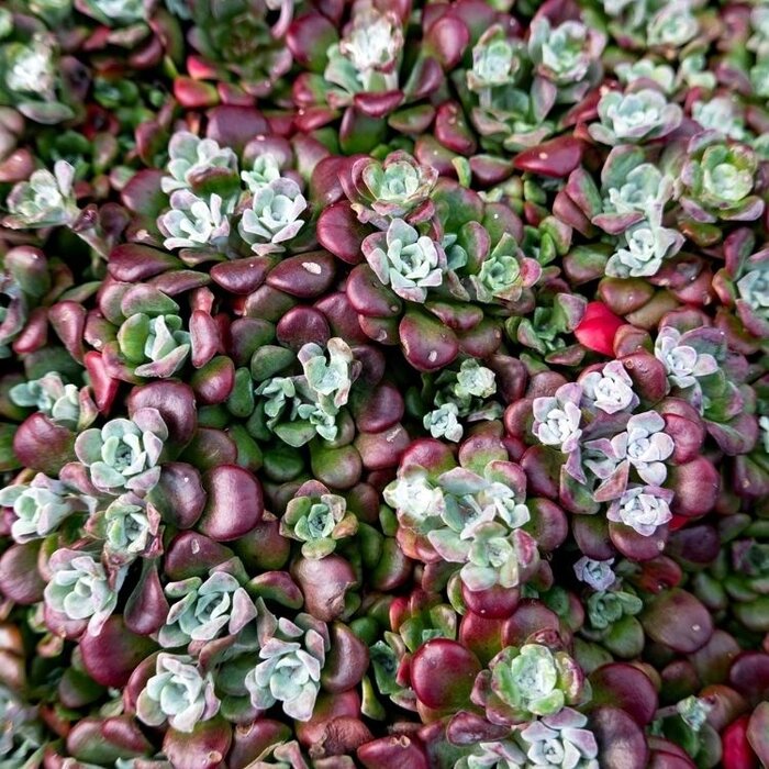 Vetkruid - Sedum spathulifolium 'Purpureum'