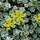 Vetkruid - Sedum spathulifolium 'Cape Blanco'