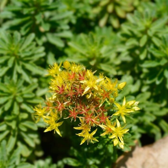 Vetkruid - Sedum flor. 'Weihenstephaner Gold'
