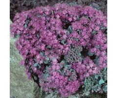 Vetkruid - Sedum cauticolum 'Lidakense'