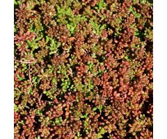 Vetkruid - Sedum album 'Coral Carpet'