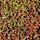 Vetkruid - Sedum album 'Coral Carpet'