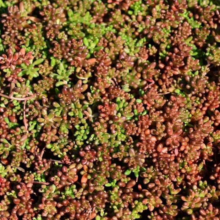 Vetkruid - Sedum album 'Coral Carpet'