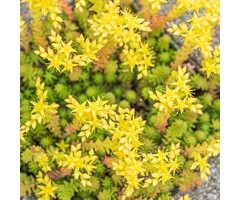 Vetkruid - Sedum acre 'Elegans'
