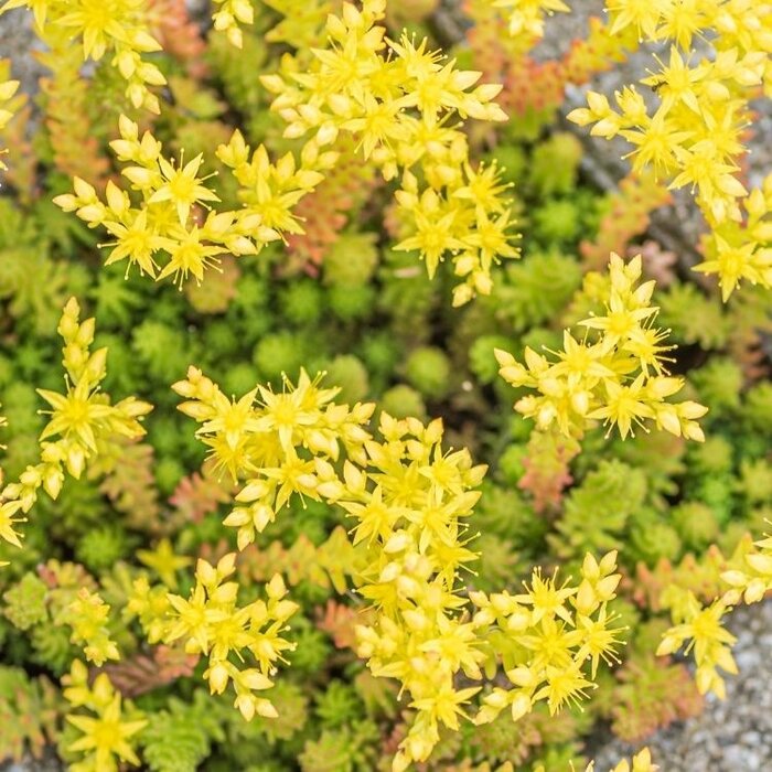 Vetkruid - Sedum acre 'Elegans'