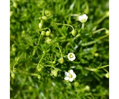 Vetmuur - Sagina subulata 'Senior'