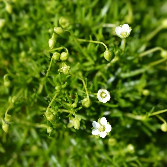 Vetmuur - Sagina subulata 'Senior'