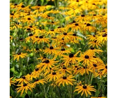 Zonnehoed - Rudbeckia fulgida 'Little Goldstar'