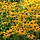 Zonnehoed - Rudbeckia fulgida 'Little Goldstar'
