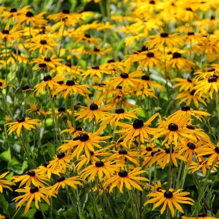 Zonnehoed - Rudbeckia fulgida 'Little Goldstar'