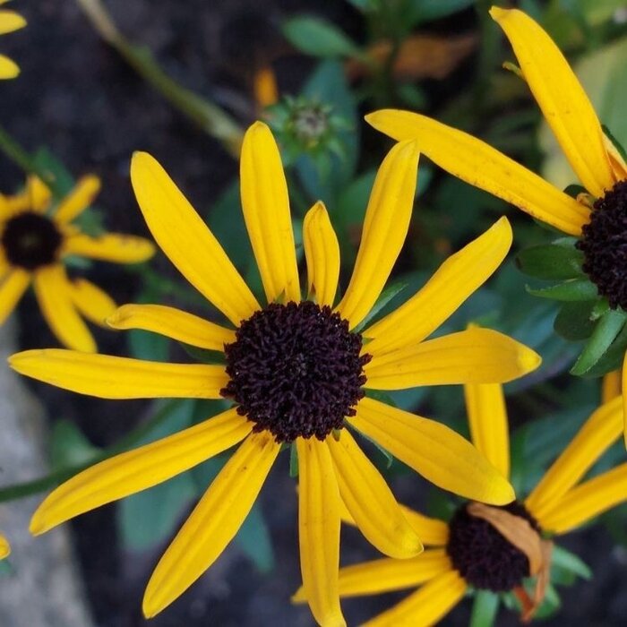Zonnehoed - Rudbeckia fulgida 'Little Goldstar'