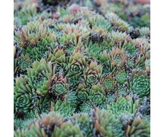 Huislook - Sempervivum funckii