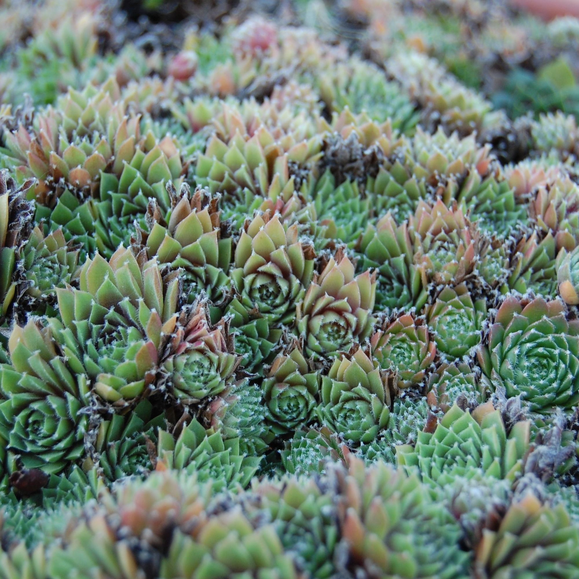 Huislook - Sempervivum funckii