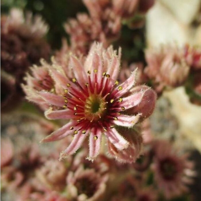 Huislook - Sempervivum funckii
