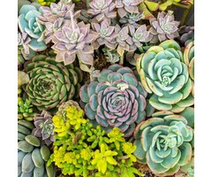 Huislook - Sempervivum gemengd