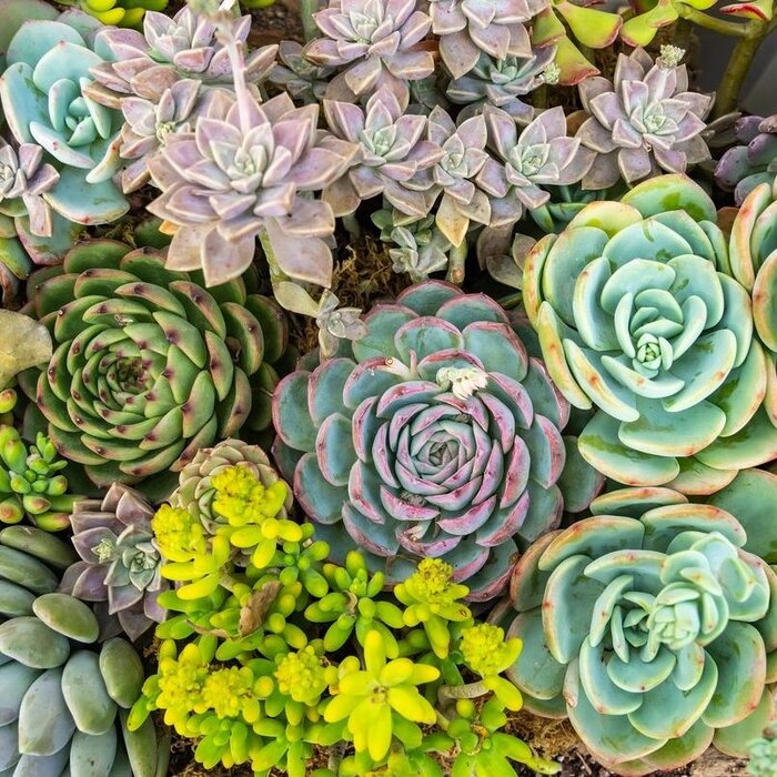 Huislook - Sempervivum gemengd