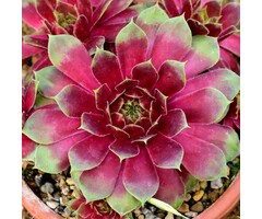 Huislook - Sempervivum 'Commander Hay'