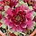 Huislook - Sempervivum 'Commander Hay'