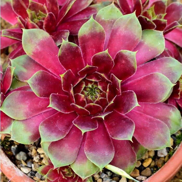 Huislook - Sempervivum 'Commander Hay'