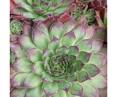Huislook - Sempervivum 'Feldmaier'