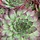Huislook - Sempervivum 'Feldmaier'