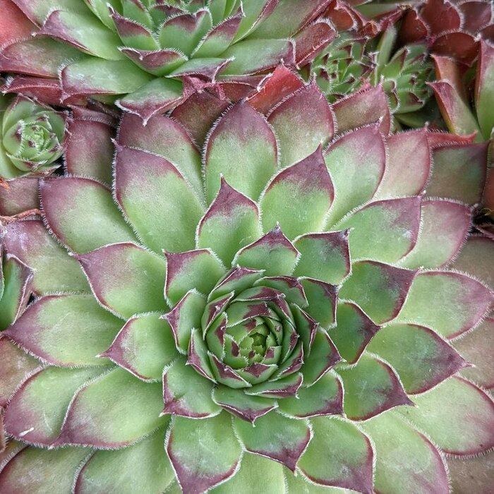Huislook - Sempervivum 'Feldmaier'