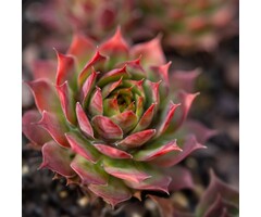 Huislook - Sempervivum 'Rubin'