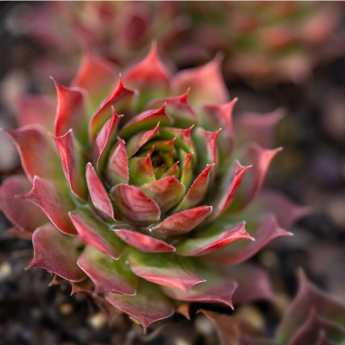 Huislook - Sempervivum 'Rubin'