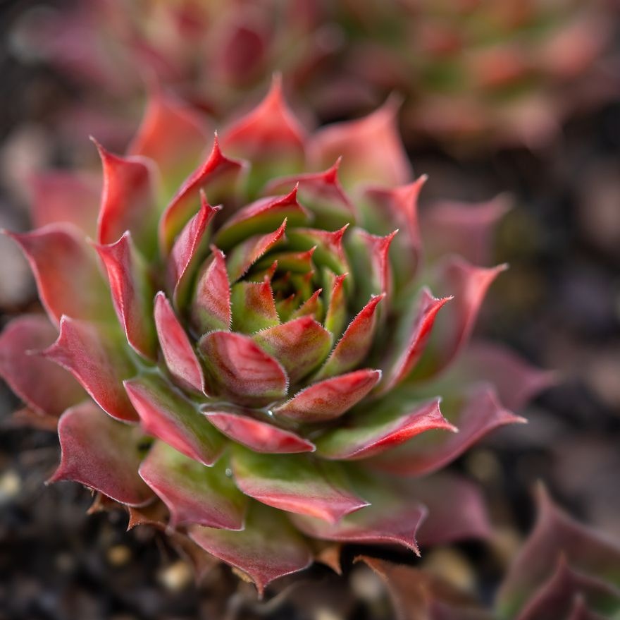 Huislook - Sempervivum 'Rubin'