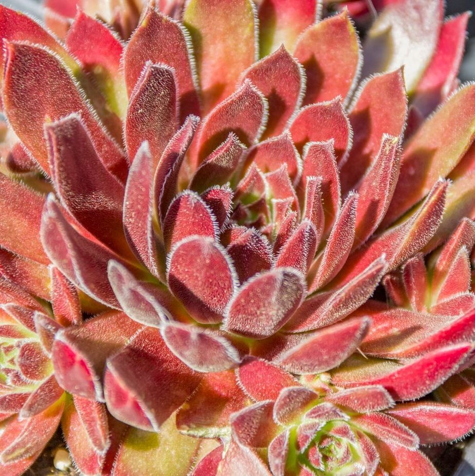 Huislook - Sempervivum 'Rubin'