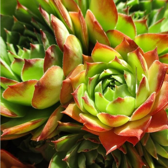 Huislook - Sempervivum 'Silberkarneol'