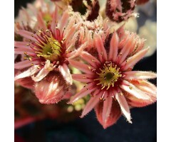 Huislook - Sempervivum 'Silberkarneol'