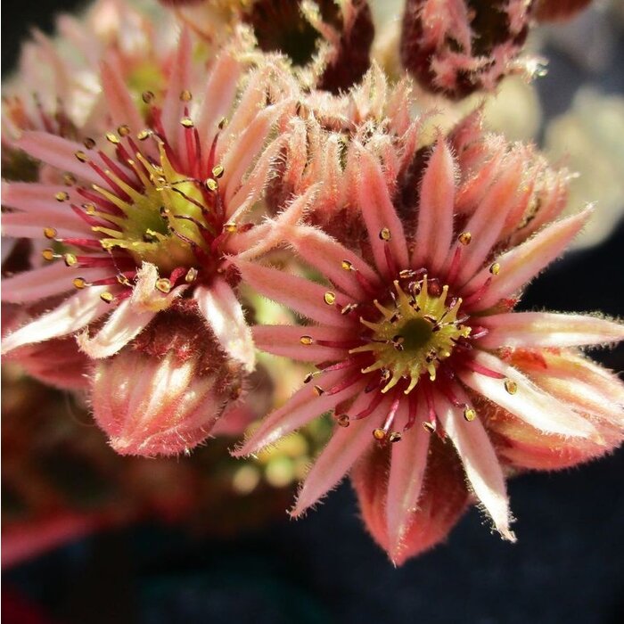 Huislook - Sempervivum 'Silberkarneol'