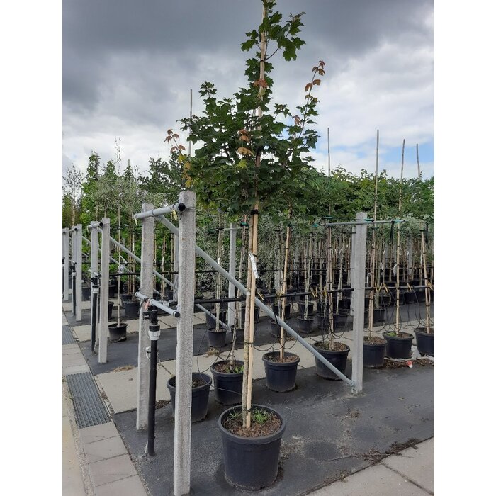 Zilveresdoorn - Acer saccharinum