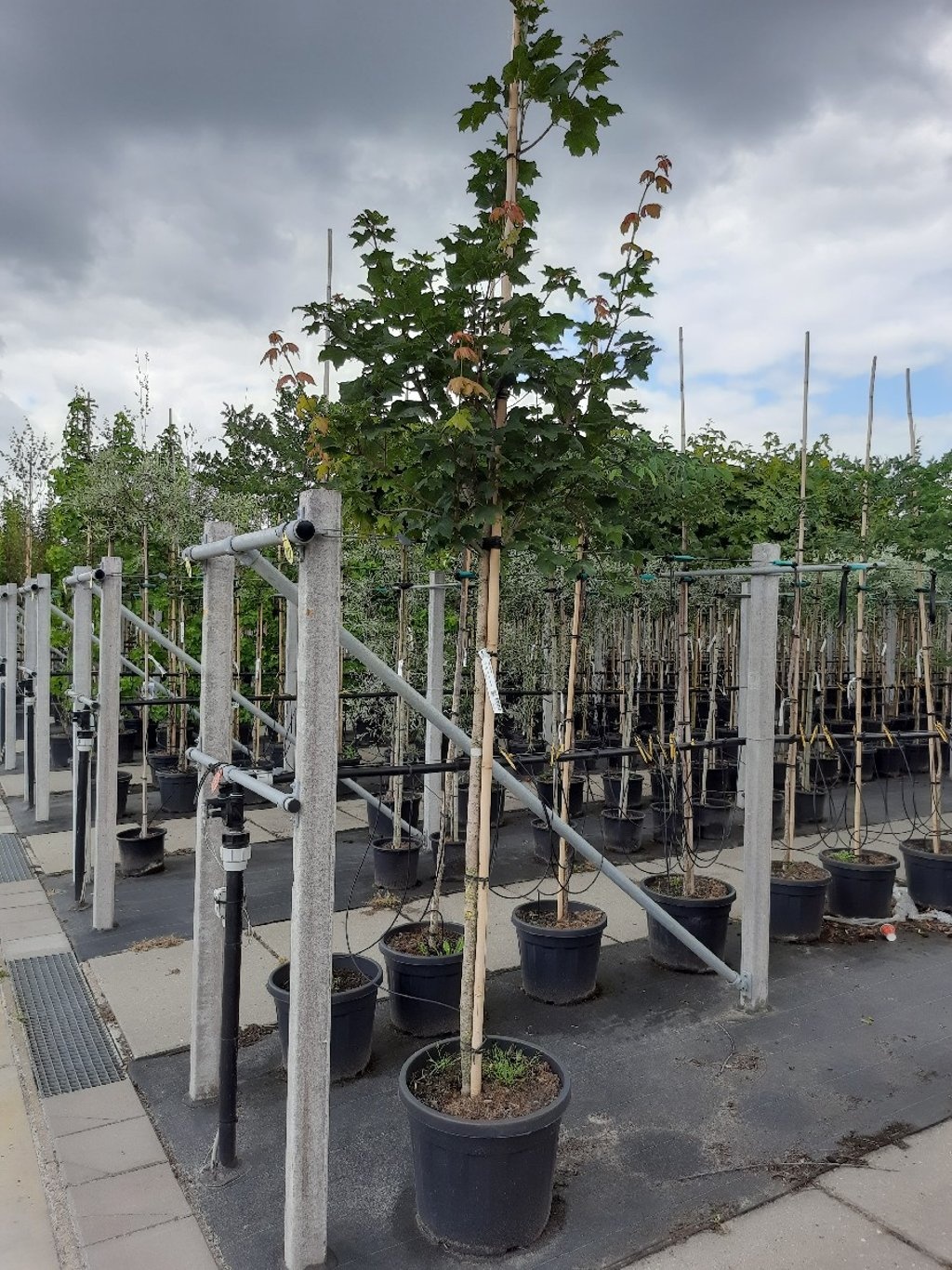 Zilveresdoorn - Acer saccharinum