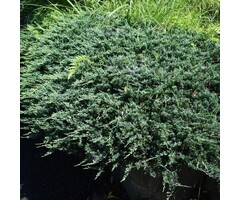 Jeneverbes - Juniperus chinensis 'Blaauw'